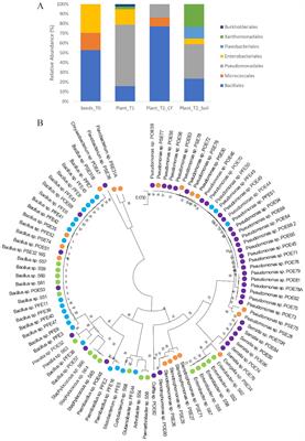 Genomic insights and biocontrol potential of ten bacterial strains from the tomato core microbiome